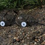 How tagging horseshoe crabs saves the world (or at least a few lives)